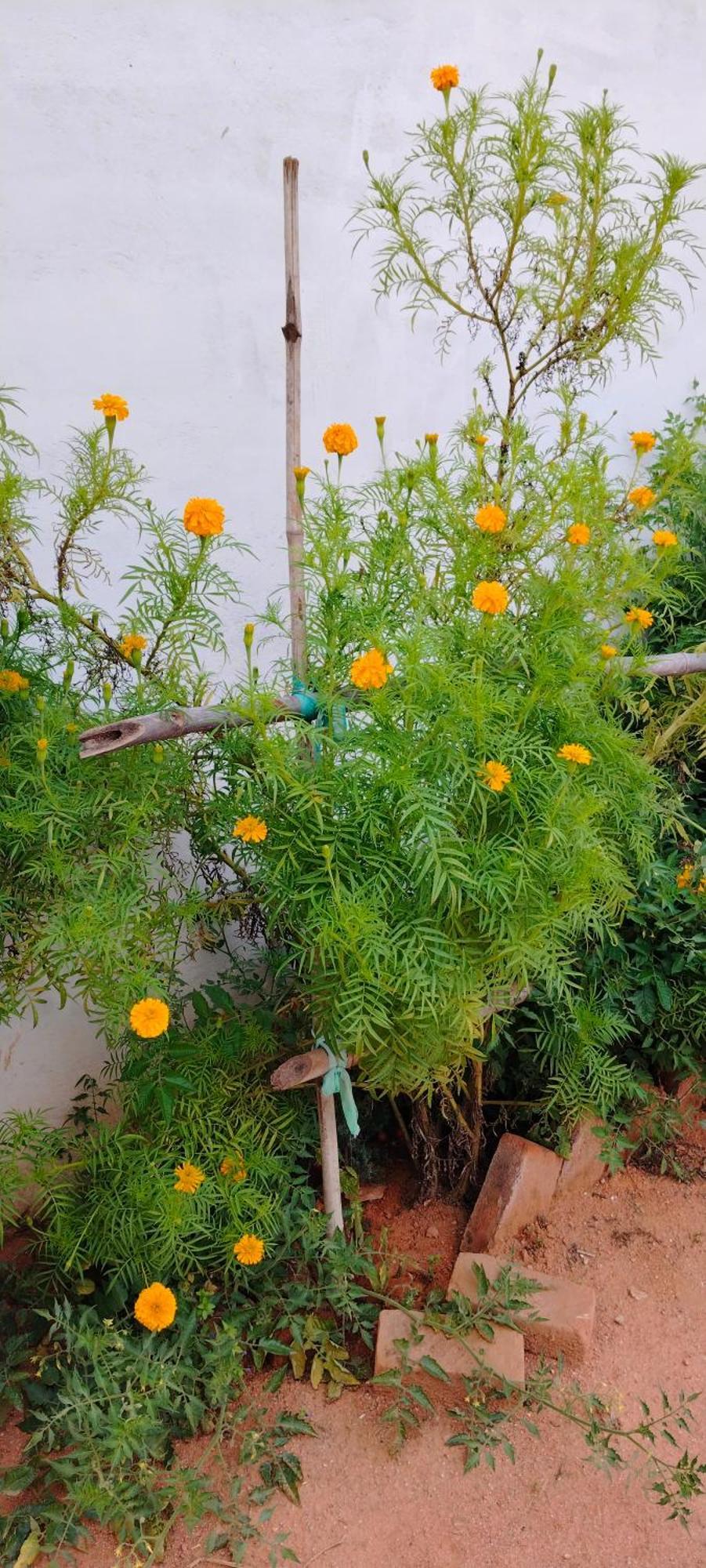 Laxmi Home Stay Ghura Εξωτερικό φωτογραφία